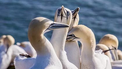 活塞主帅赛后怒喷裁判 锡伯杜回应：我不想评论